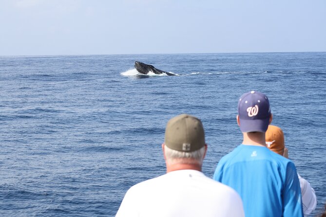 'Imiloa Express Whale Watch and Cocktail Tour - Key points to know before booking