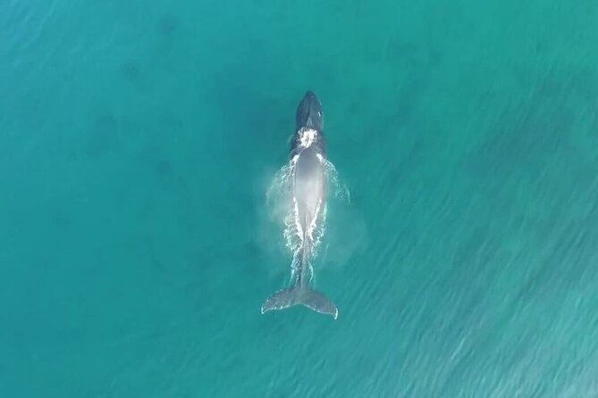 'Imiloa Express Whale Watch and Cocktail Tour - Port Allen is your gateway to Kauai’s south coast