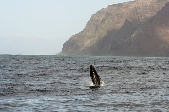 'Imiloa Express Whale Watch and Cocktail Tour - Who should book this whale watch?
