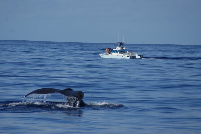 'Imiloa Express Whale Watch and Cocktail Tour - Watching for blows, breaches, and tail slaps