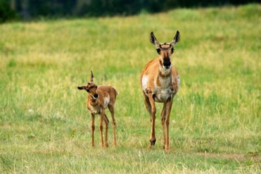 Jackson: Grand Teton National Park Guided Wildlife Tour - Quick takeaways from the four-hour safari