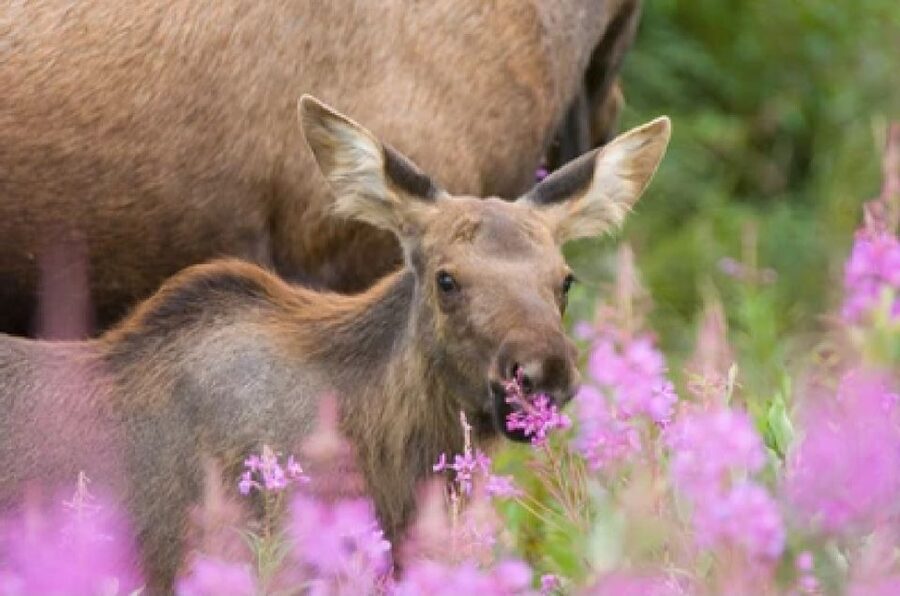 Jackson: Grand Teton National Park Guided Wildlife Tour - Moose, bison, bears, and the animals you may find
