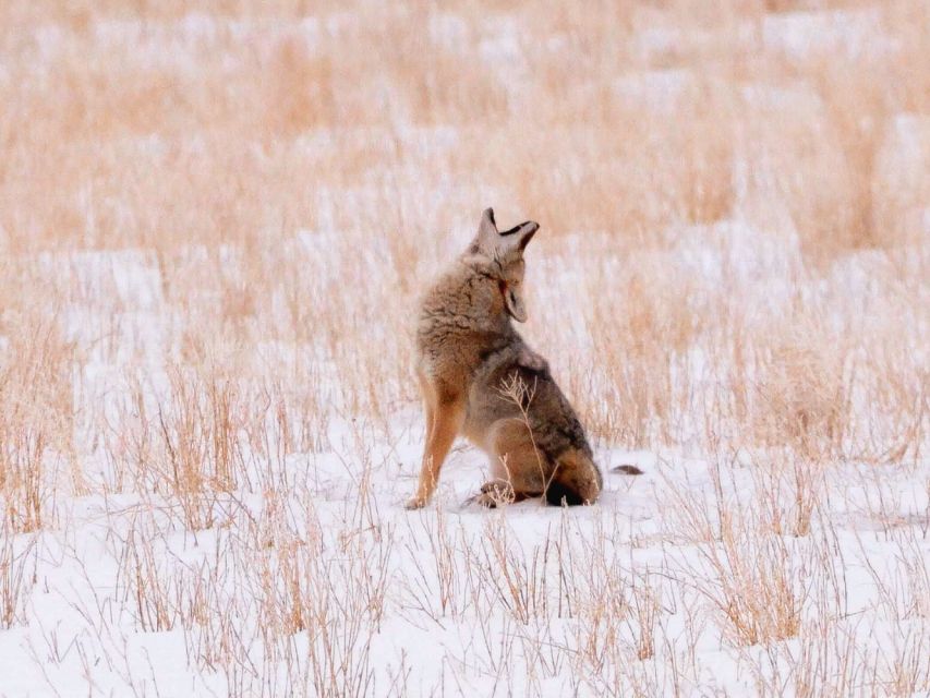 Jackson: Grand Teton National Park Guided Wildlife Tour - The guide makes the difference