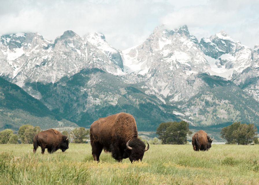 Jackson: Grand Teton National Park Guided Wildlife Tour - What is included, and what you still need