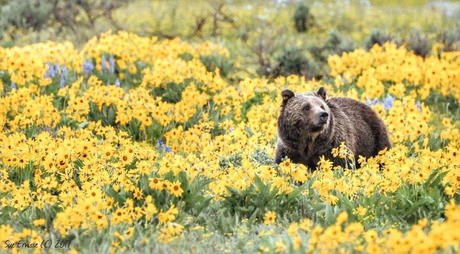 Jackson: Grand Teton National Park Guided Wildlife Tour - Who should book this tour?