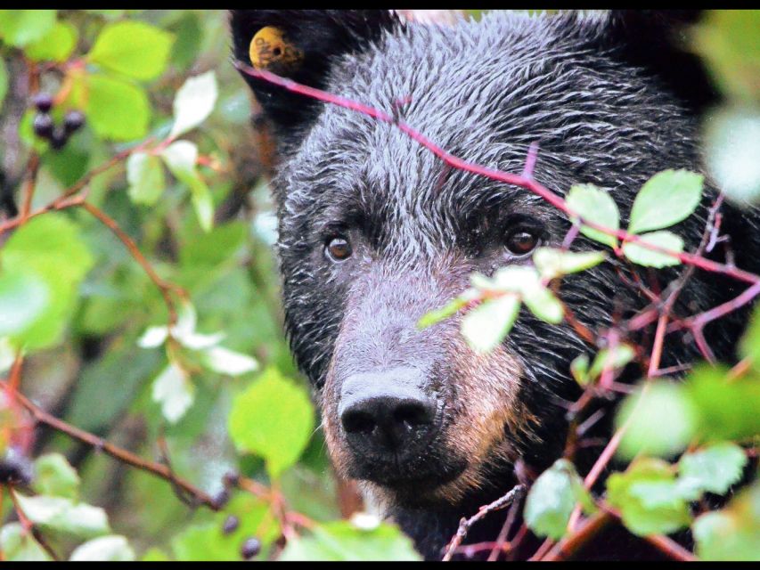 Jackson: Grand Teton National Park Guided Wildlife Tour - Practical tips for getting the most from it