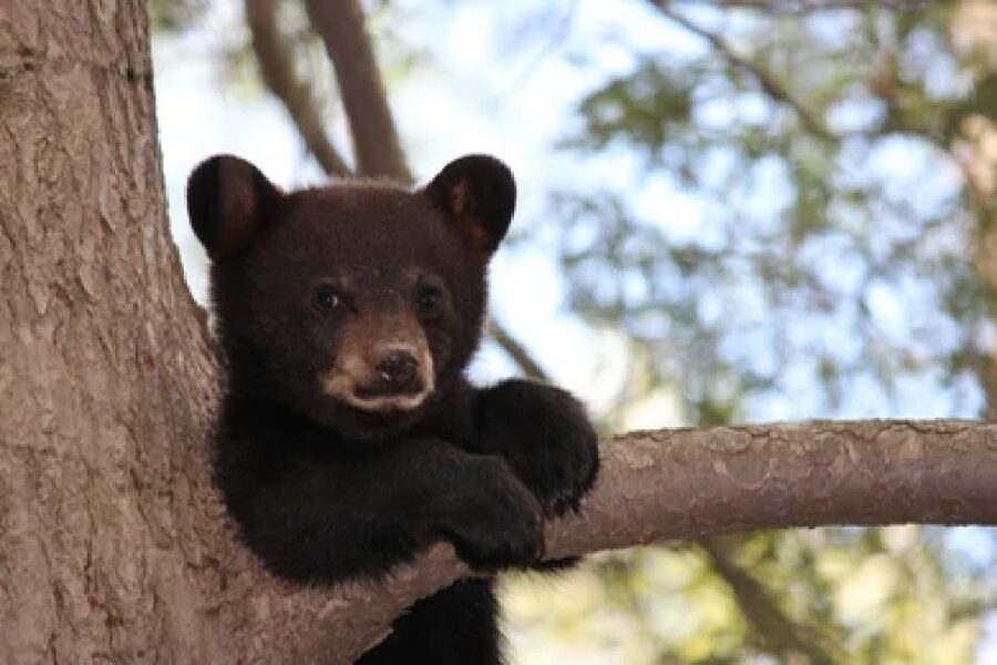 Jackson: Grand Teton National Park Guided Wildlife Tour - What the four hours usually feel like