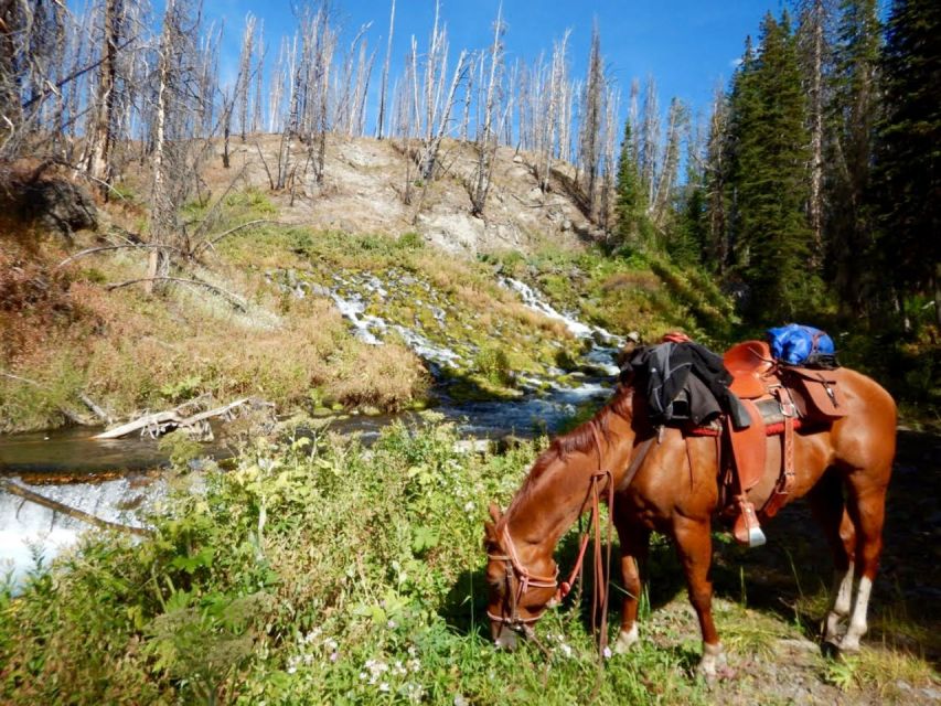 Jackson Hole: Bridger-Teton National Forest Horseback Ride - Key points before you book