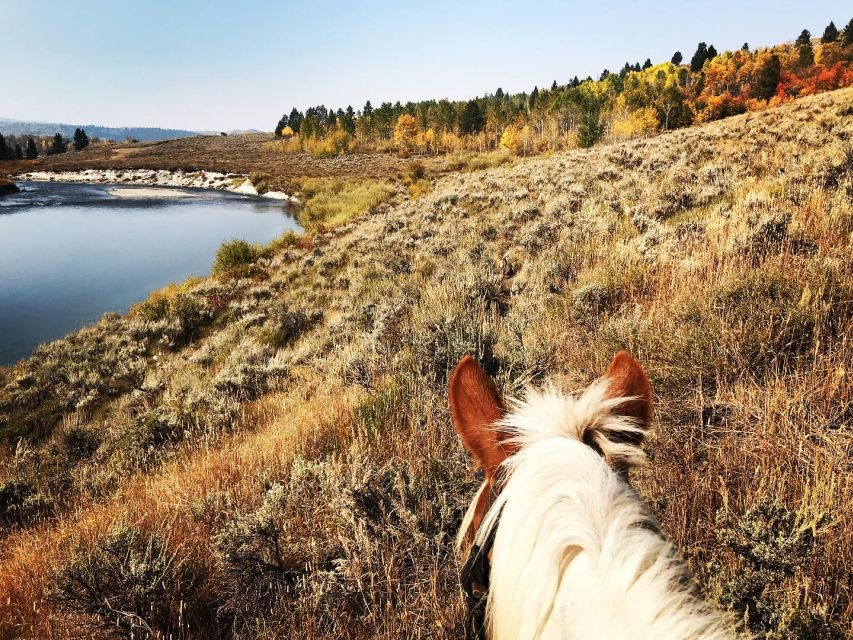 Jackson Hole: Bridger-Teton National Forest Horseback Ride - From the ranch to the river corridor