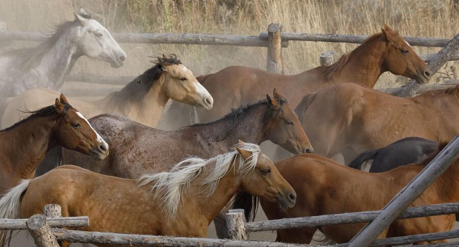 Jackson Hole: Bridger-Teton National Forest Horseback Ride - Seasonal limits and important restrictions