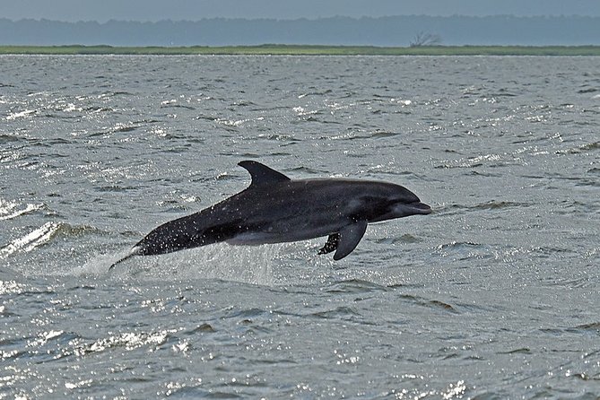 Jekyll Island Dolphin Tours - What Makes the Dolphin Watching Worthwhile