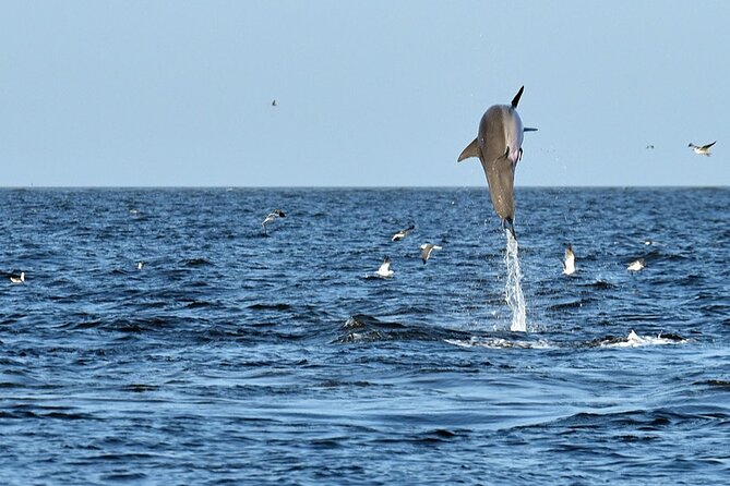 Jekyll Island Dolphin Tours - From Salt Marshes to Wilderness Beaches