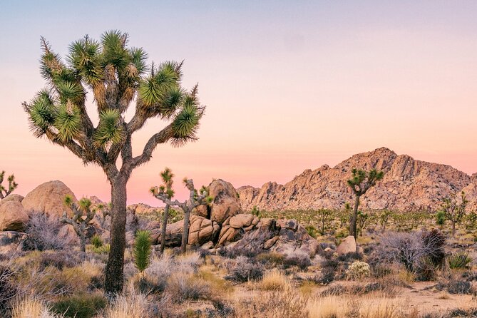 Joshua Tree National Park Self-Guided Driving Audio Tour - What the Joshua Tree audio tour is really like