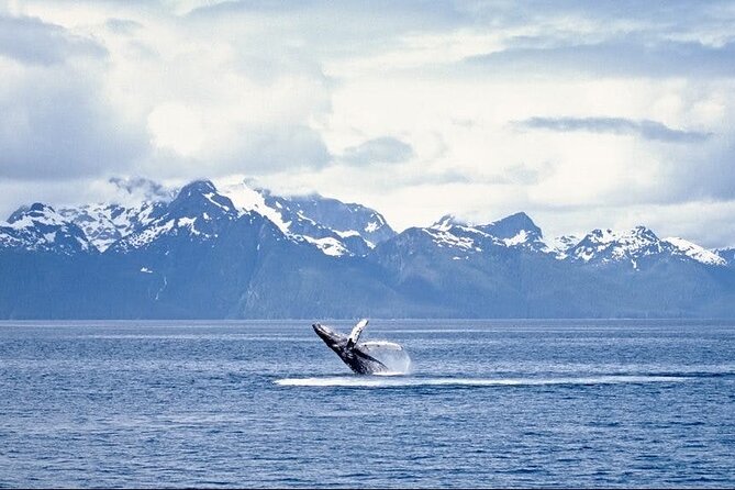Juneau Wildlife Whale Watching - Price, group size, and overall value