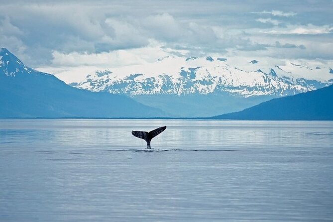 Juneau Wildlife Whale Watching & Mendenhall Glacier - Who should choose this excursion