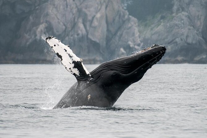 Juneau Wildlife Whale Watching - Auke Bay and the two-hour search for whales
