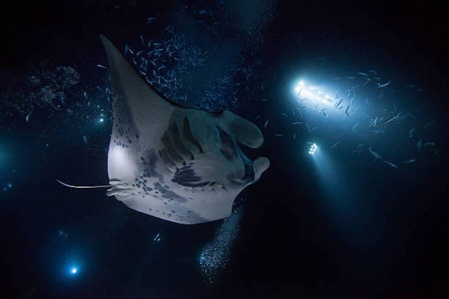 Kailua-Kona: Manta Ray Watching Nighttime Boat Trip - Key points to know before booking