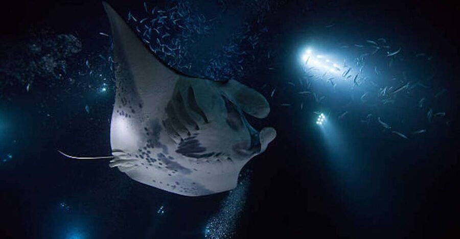 Kailua-Kona: Manta Ray Watching Nighttime Boat Trip - What this Kailua-Kona manta ray trip is really like