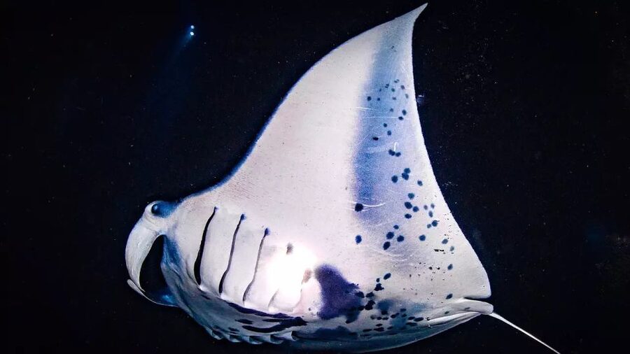 Kailua-Kona: Manta Ray Watching Nighttime Boat Trip - Finding Honokohau Harbor without a last-minute scramble