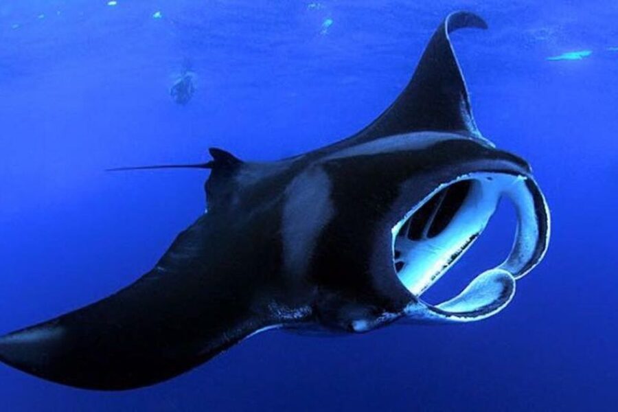 Kailua Kona: Night Manta Ray Adventure on the Big Island - Key points to know before booking