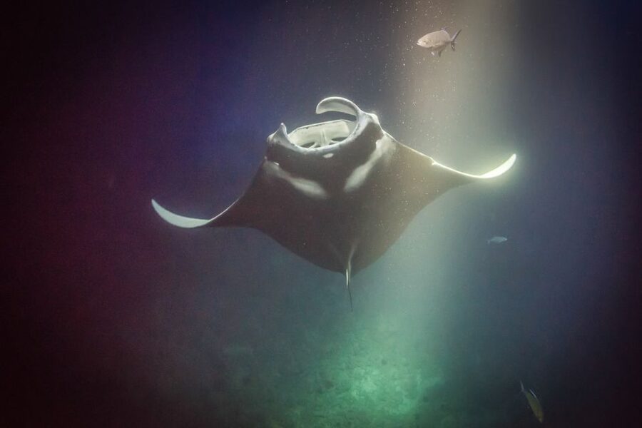 Kailua Kona: Night Manta Ray Adventure on the Big Island - Should you book the Hang Loose manta tour?