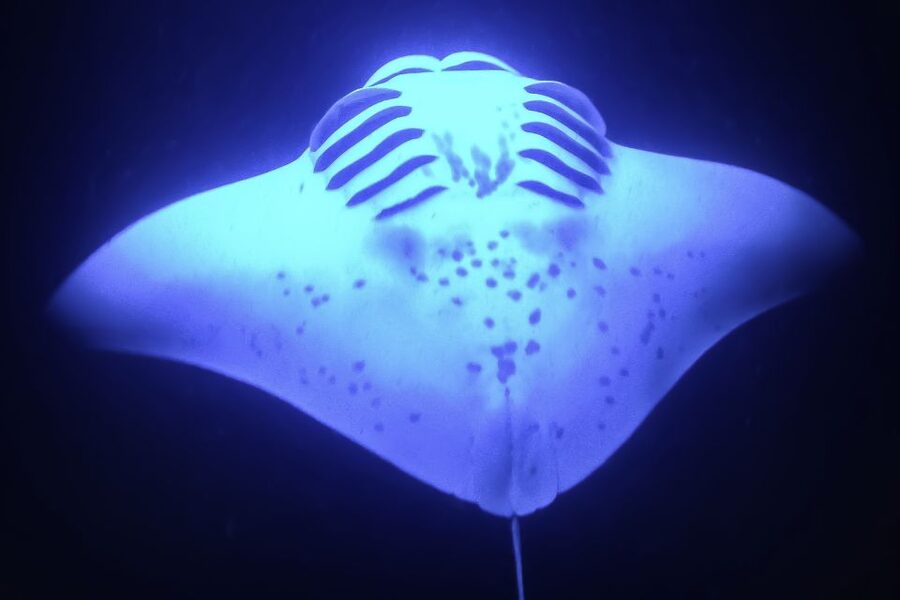 Kailua Kona: Night Manta Ray Adventure on the Big Island - What the manta rays look like up close