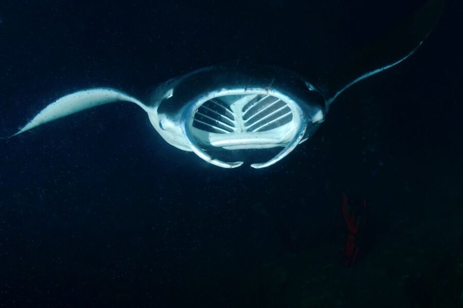 Kailua Kona: Night Manta Ray Adventure on the Big Island - The boat ride, snacks, and practical comfort