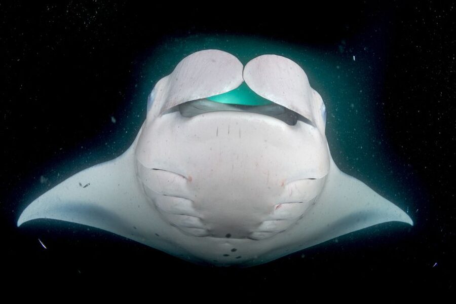 Kailua Kona: Night Manta Ray Adventure on the Big Island - Is $121 a fair price?