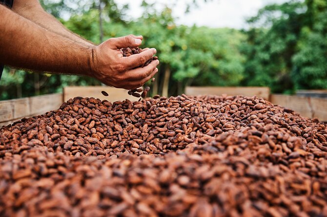 Kauai Chocolate Farm Tasting Tour - Is three hours worth $145?