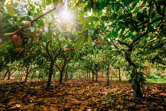 Kauai Chocolate Farm Tasting Tour - Practical planning for your Kauai day