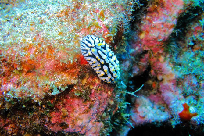Kauai’s Ultimate Guided Shore Snorkel in South Poipu - Up to an hour over the reef
