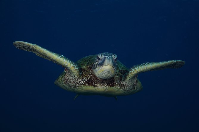 Kauai’s Ultimate Guided Shore Snorkel in South Poipu - What the guides add to the outing