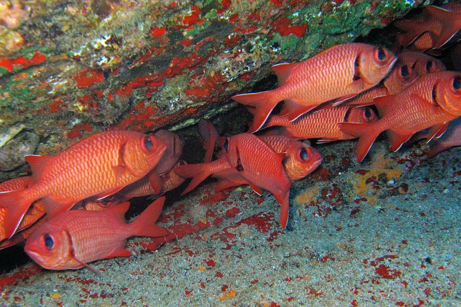 Kauai’s Ultimate Guided Shore Snorkel in South Poipu - Children, cautious swimmers, and mixed ability groups