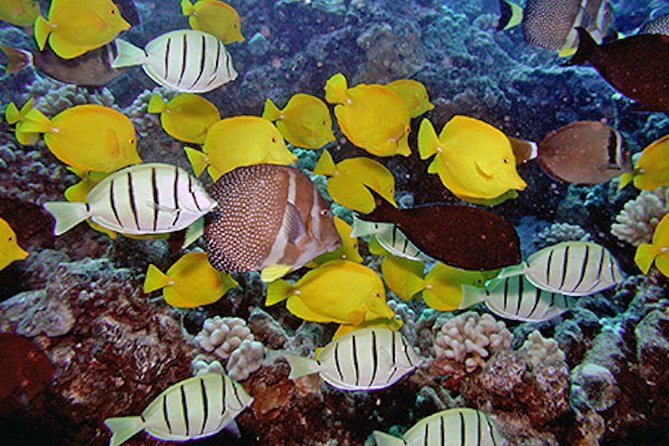 Kauai’s Ultimate Guided Shore Snorkel in South Poipu - The meeting point and the first few minutes