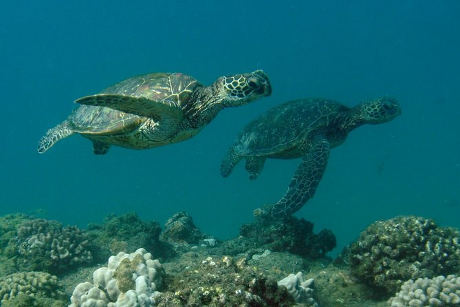 Kauai's Ultimate South Island Zodiac Boat Snorkel Adventure - Comfort, safety, and who should skip it
