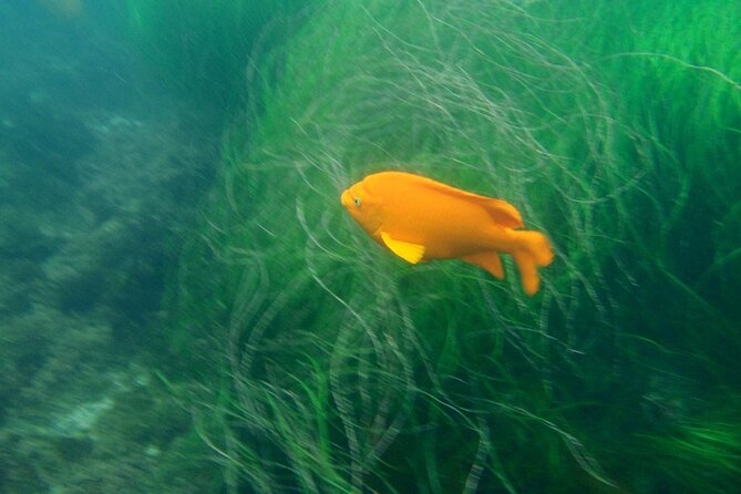 Kayak Tour of the 7 Caves - La Jolla Ecological Reserve and marine life