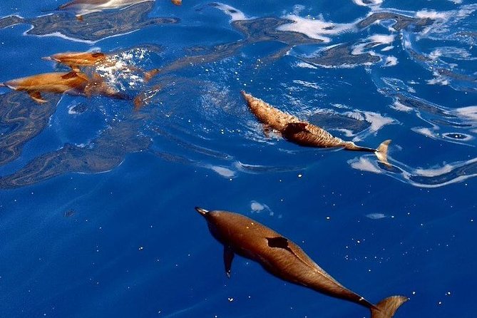 Kealakekua Bay (Captain Cook Monument) Snorkel and Sail Adventure - Breakfast with Kona coffee and coast views