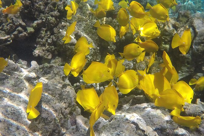 Kealakekua Bay (Captain Cook Monument) Snorkel and Sail Adventure - Lunch after snorkeling, then the sail back