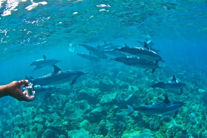 Kealakekua Bay Snorkeling Tour - 4 hour Kona Zodiac Adventure - The return along the volcanic Kona coast