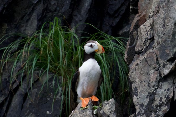 Kenai Fjords and Resurrection Bay Half-Day Wildlife Cruise - Cape Resurrection and the wildlife search