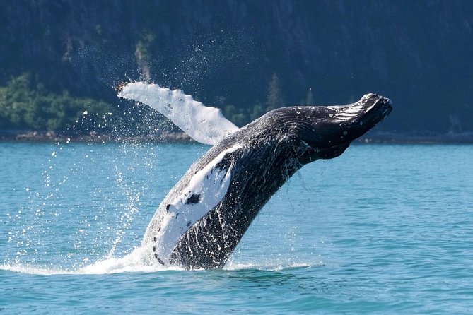 Kenai Fjords and Resurrection Bay Half-Day Wildlife Cruise - Whales, orcas, and luck on the water