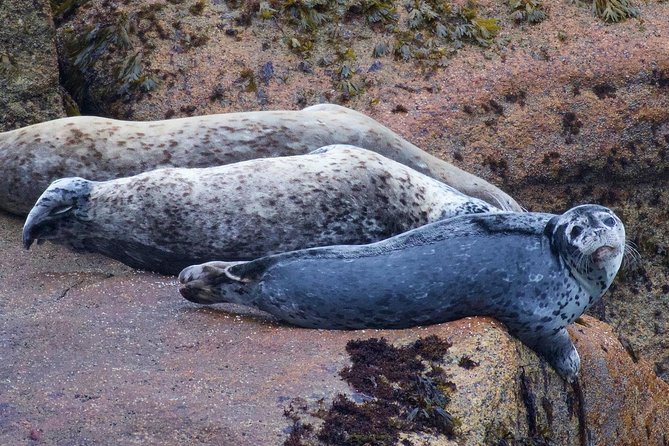 Kenai Fjords and Resurrection Bay Half-Day Wildlife Cruise - The boat, seating, and staying comfortable