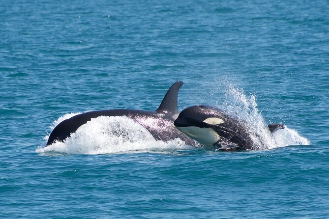 Kenai Fjords National Park Glacier & Wildlife Cruise - Chiswell Islands and Cape Resurrection
