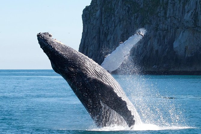 Kenai Fjords National Park Glacier & Wildlife Cruise - The long run toward Kenai Fjords National Park