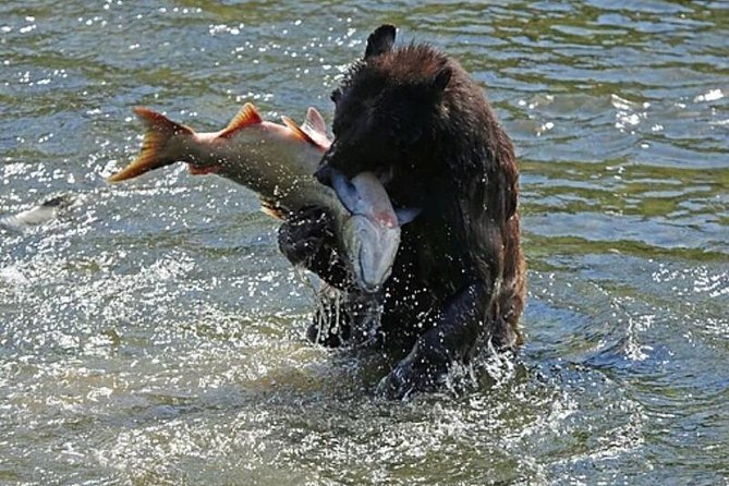 Ketchikan All In One - Ketchikan Creek and Falls: salmon in motion