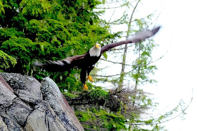 Ketchikan Electric Bike and Rain Forest Hike Ecotour - Salmon, bears, and the limits of wildlife promises