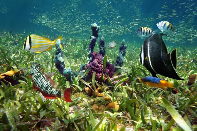 Key Largo Snorkeling Tour - rental mask, fins and vest INCLUDED - Key points to know before booking