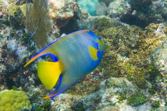 Key Largo Snorkeling Tour - rental mask, fins and vest INCLUDED - Florida Keys National Marine Sanctuary