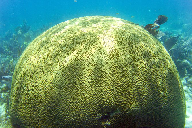 Key Largo Snorkeling Tour - rental mask, fins and vest INCLUDED - Molasses Reef and the offshore coral sites