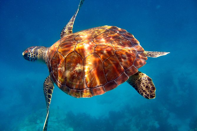 Key Largo Snorkeling Tour - rental mask, fins and vest INCLUDED - What the snorkeling itself feels like